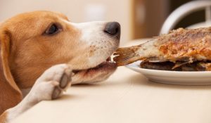 Alimentos que no deberían consumir los perros 