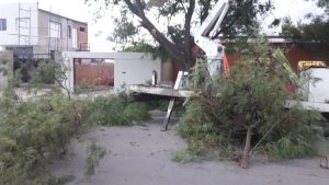 Caída de árbol en Zapiola al 3000